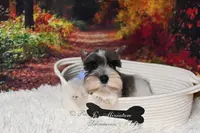 AKC Salt & Pepper Parti | Max, a male Miniature Schnauzer for sale in Antlers, OK – Photo 6 of 6