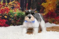 AKC Salt & Pepper Parti | Max, a male Miniature Schnauzer for sale in Antlers, OK – Photo 4 of 6