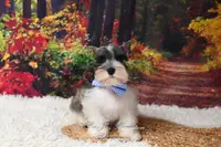 AKC Salt & Pepper Parti | Max, a male Miniature Schnauzer for sale in Antlers, OK – Photo 2 of 6