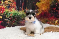 AKC Salt & Pepper Parti | Max, a male Miniature Schnauzer for sale in Antlers, OK – Photo 5 of 6