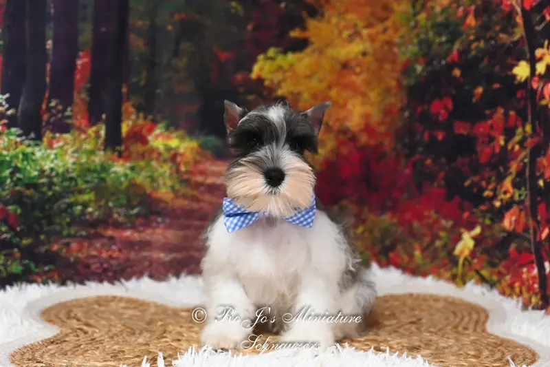 AKC Salt & Pepper Parti | Max