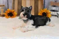 AKC Parti Mini Schnauzer | Stoeger, a male Miniature Schnauzer for sale in Antlers, OK – 7 of 8