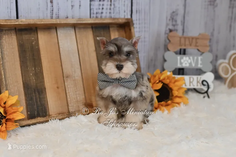 AKC Liver Pepper | Hansel – Miniature Schnauzer puppy for sale in Antlers, OK