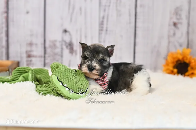 AKC Houston – Miniature Schnauzer puppy for sale in Antlers, OK