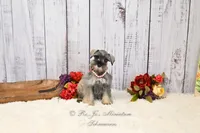 AKC Salt & Pepper | Sydney, a female Miniature Schnauzer for sale in Antlers, OK – 5 of 7