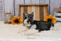 AKC Parti Mini Schnauzer | Stoeger, a male Miniature Schnauzer for sale in Antlers, OK – 8 of 8