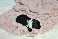 AKC Lil Miss Lala, a female Miniature Schnauzer for sale in Antlers, OK – Photo 5 of 5