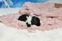 AKC Lil Miss Lala, a female Miniature Schnauzer for sale in Antlers, OK – Photo 3 of 5