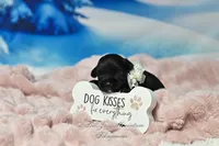 AKC Lil Miss Lala, a female Miniature Schnauzer for sale in Antlers, OK – Photo 1 of 5