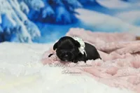 AKC Lil Miss Lala, a female Miniature Schnauzer for sale in Antlers, OK – Photo 2 of 5