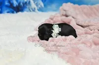 AKC Lil Miss Lala, a female Miniature Schnauzer for sale in Antlers, OK – Photo 4 of 5