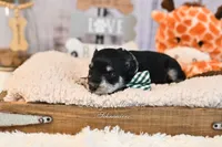 AKC Black & Silver Phantom | Tux, a male Miniature Schnauzer for sale in Antlers, OK – 5 of 7