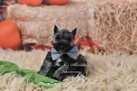 AKC Salt & Pepper | Maximus, a male Miniature Schnauzer for sale in Antlers, OK – 2 of 8