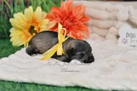 AKC Salt & Pepper Girl, a female Miniature Schnauzer for sale in Antlers, OK – 2 of 6