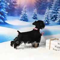 AKC | Handsome Lil Tux, a male Miniature Schnauzer for sale in Antlers, OK – Photo 4 of 5