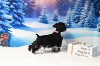 AKC | Handsome Lil Tux, a male Miniature Schnauzer for sale in Antlers, OK – Photo 4 of 5