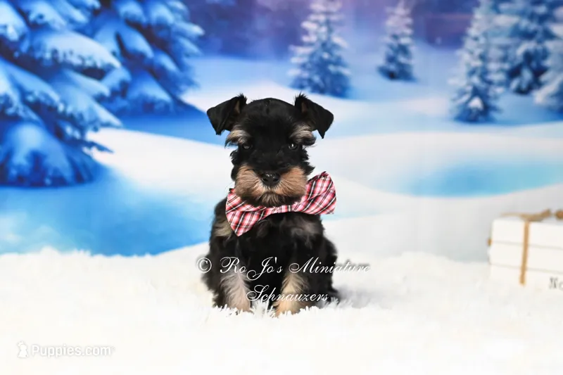 AKC | Handsome Lil Tux