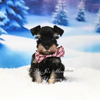 AKC | Handsome Lil Tux, a male Miniature Schnauzer for sale in Antlers, OK – Photo 1 of 5
