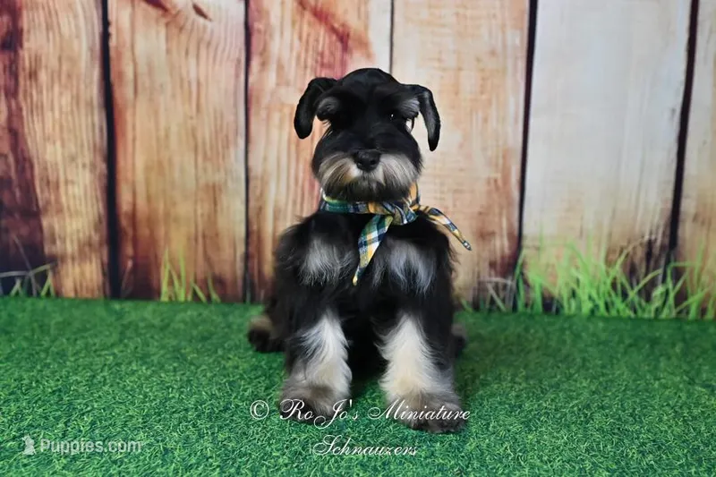AKC | Handsome Lil Tux – Miniature Schnauzer puppy for sale in Antlers, OK