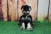 AKC | Handsome Lil Tux, a male Miniature Schnauzer for sale in Antlers, OK – 1 of 1