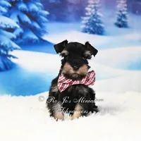 AKC | Handsome Lil Tux, a male Miniature Schnauzer for sale in Antlers, OK – Photo 2 of 5