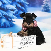 AKC | Handsome Lil Tux, a male Miniature Schnauzer for sale in Antlers, OK – Photo 3 of 5