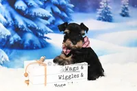 AKC | Handsome Lil Tux, a male Miniature Schnauzer for sale in Antlers, OK – Photo 3 of 5
