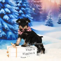 AKC | Handsome Lil Tux, a male Miniature Schnauzer for sale in Antlers, OK – Photo 5 of 5