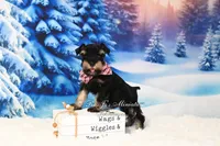 AKC | Handsome Lil Tux, a male Miniature Schnauzer for sale in Antlers, OK – Photo 5 of 5