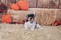 AKC Lil Miss Emmie, a female Miniature Schnauzer for sale in Antlers, OK – 2 of 7