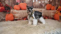 AKC Salt & Pepper Parti | Houston, a male Miniature Schnauzer for sale in Antlers, OK – 2 of 7