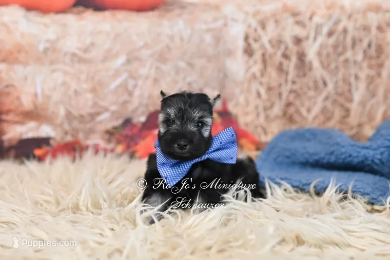 AKC Salt & Pepper | Fritz – Miniature Schnauzer puppy for sale in Antlers, OK