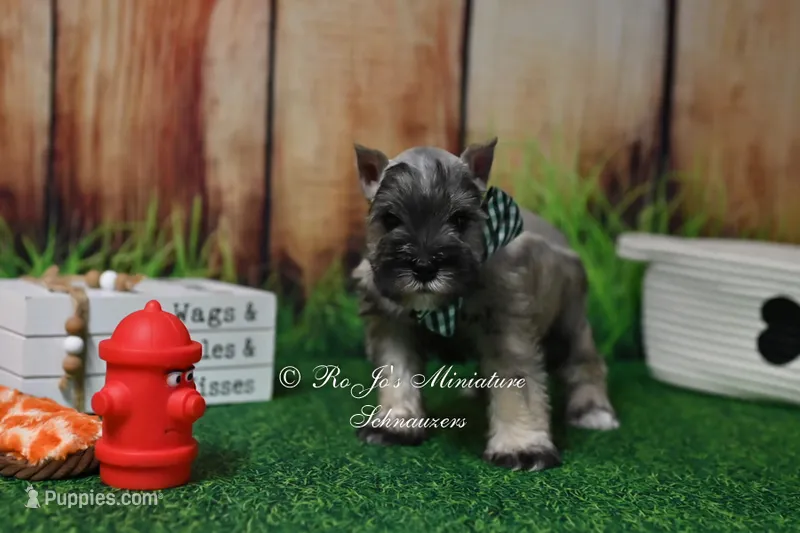 AKC Salt & Pepper Boy – Miniature Schnauzer puppy for sale in Antlers, OK