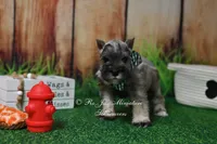 AKC Salt & Pepper Boy, a male Miniature Schnauzer for sale in Antlers, OK – 1 of 8