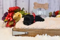 AKC Black & Silver Mini Schnauzer | Annie, a female Miniature Schnauzer for sale in Antlers, OK – 5 of 5