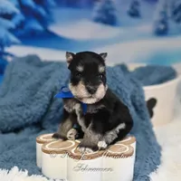 AKC Lil Stetson, a male Miniature Schnauzer for sale in Antlers, OK – Photo 6 of 6