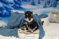 AKC Lil Stetson, a male Miniature Schnauzer for sale in Antlers, OK – Photo 6 of 6