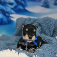 AKC Lil Stetson, a male Miniature Schnauzer for sale in Antlers, OK – Photo 3 of 6