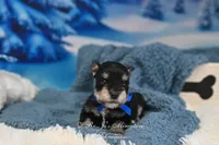 AKC Lil Stetson, a male Miniature Schnauzer for sale in Antlers, OK – Photo 3 of 6