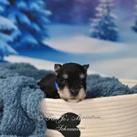 AKC Lil Stetson, a male Miniature Schnauzer for sale in Antlers, OK – Photo 5 of 6