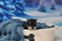 AKC Lil Stetson, a male Miniature Schnauzer for sale in Antlers, OK – Photo 5 of 6