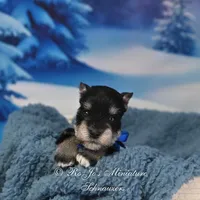 AKC Lil Stetson, a male Miniature Schnauzer for sale in Antlers, OK – Photo 4 of 6