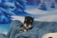 AKC Lil Stetson, a male Miniature Schnauzer for sale in Antlers, OK – Photo 4 of 6