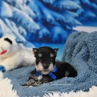 AKC Lil Stetson, a male Miniature Schnauzer for sale in Antlers, OK – Photo 2 of 6