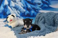 AKC Lil Stetson, a male Miniature Schnauzer for sale in Antlers, OK – Photo 2 of 6