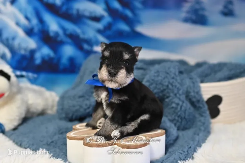 AKC Lil Stetson, a male Miniature Schnauzer for sale in Antlers, OK – Photo 1 of 6