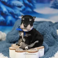 AKC Lil Stetson, a male Miniature Schnauzer for sale in Antlers, OK – Photo 1 of 6