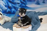 AKC Lil Stetson, a male Miniature Schnauzer for sale in Antlers, OK – Photo 1 of 6