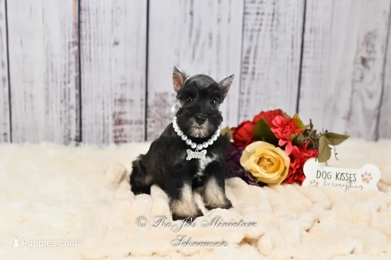AKC Salt & Pepper | Bella – Miniature Schnauzer puppy for sale in Antlers, OK