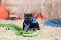 AKC Salt & Pepper | Fritz, a male Miniature Schnauzer for sale in Antlers, OK – 4 of 6